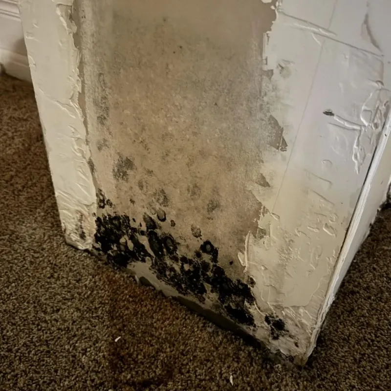 Professional Mold Removal in Twin Falls, ID